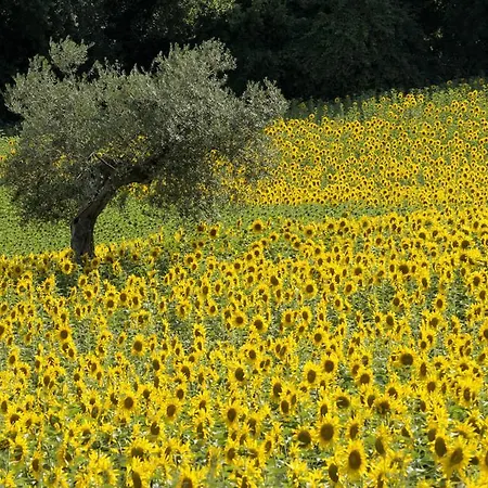 Agriturismo Il Gelso Antico Recanati