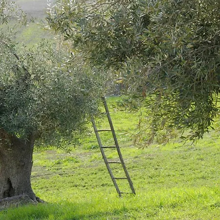 Agriturismo Il Gelso Antico Landhaus *